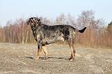 CATAHOULA 032